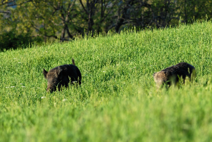 IL CINGHIALE